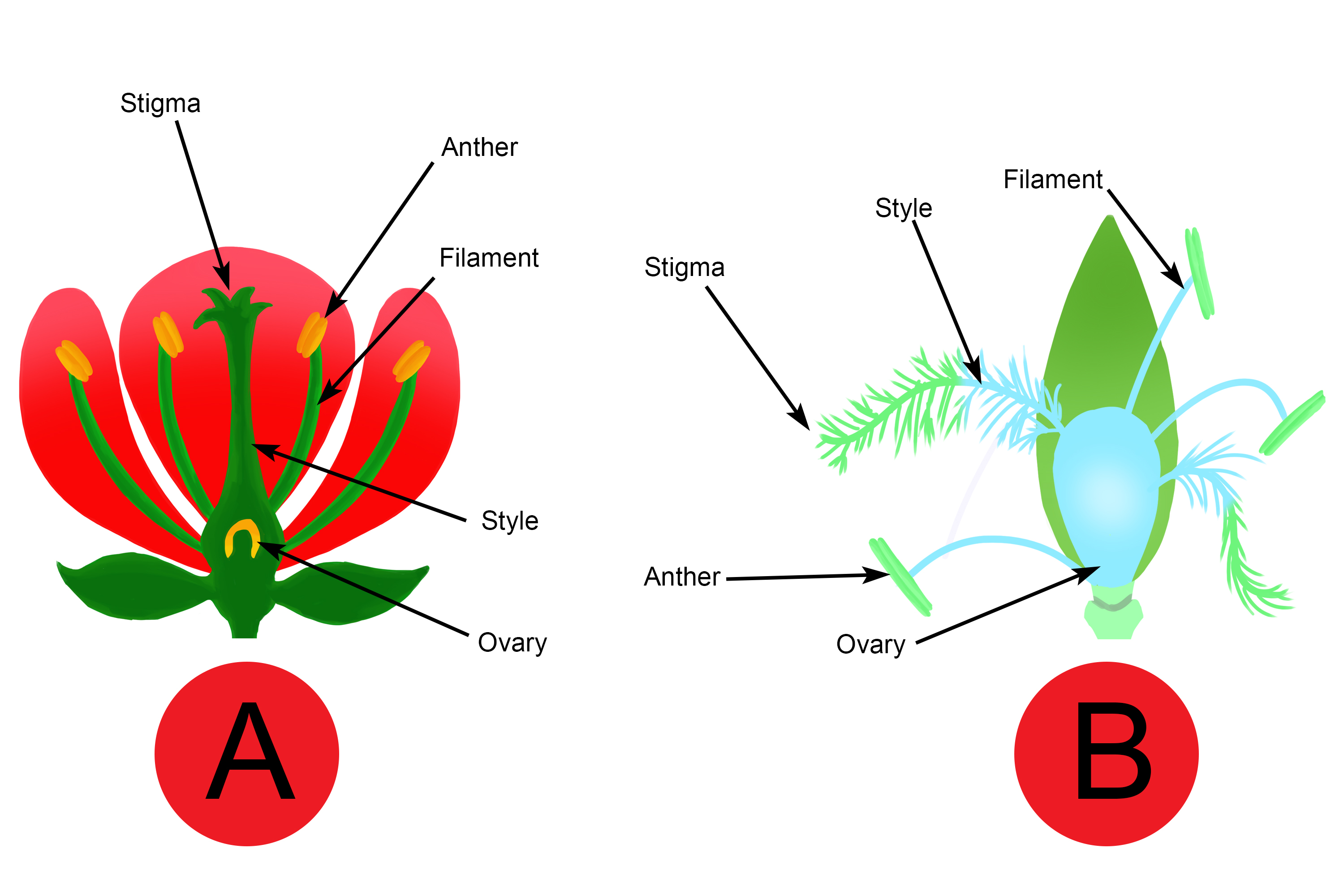 Diagram containing 2 different types of plant, which one is best pollinated by the wind?